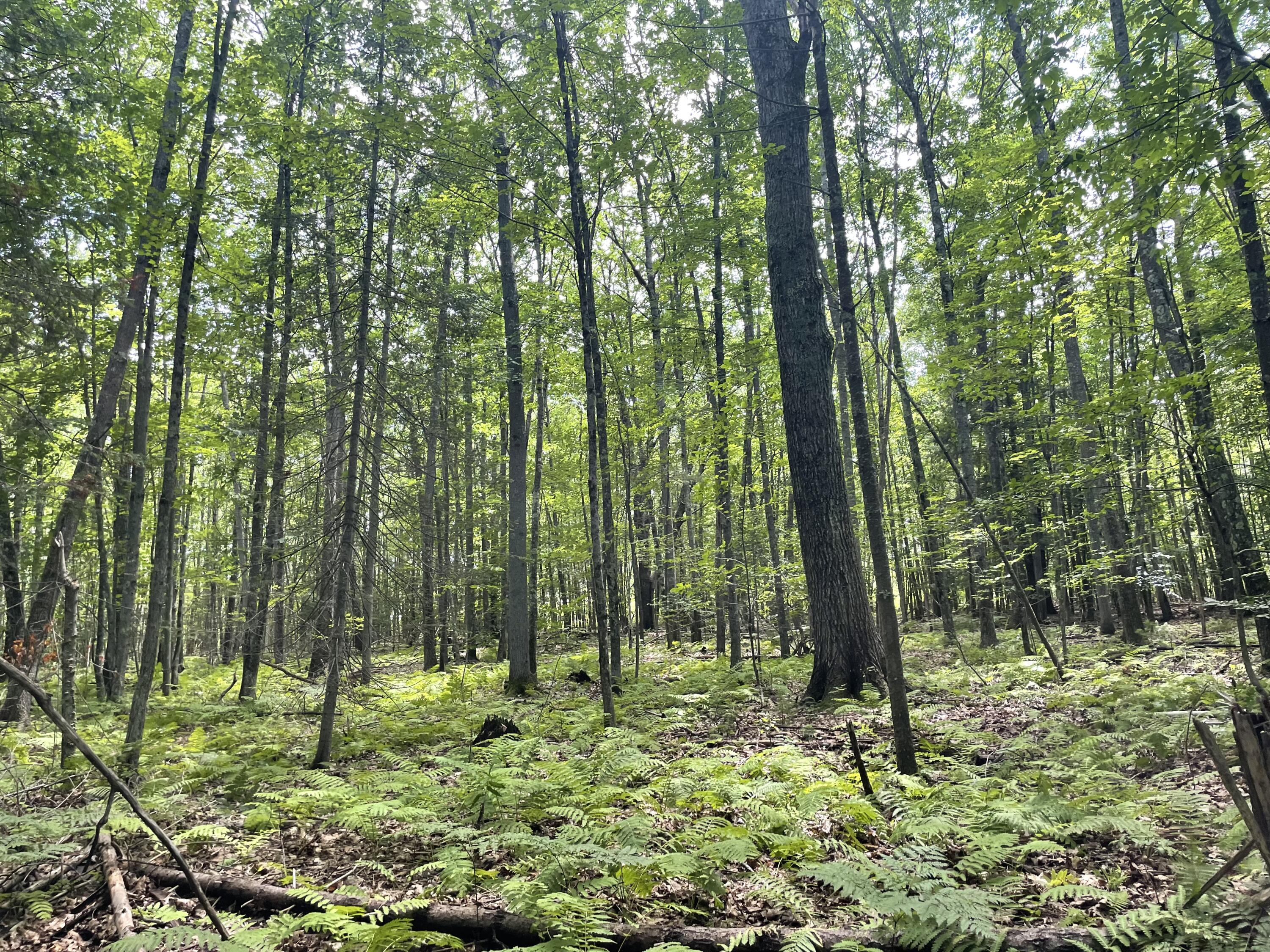 0 Cross Street Manchester, ME 04351 - Photo 49 of 54 IMG_9419