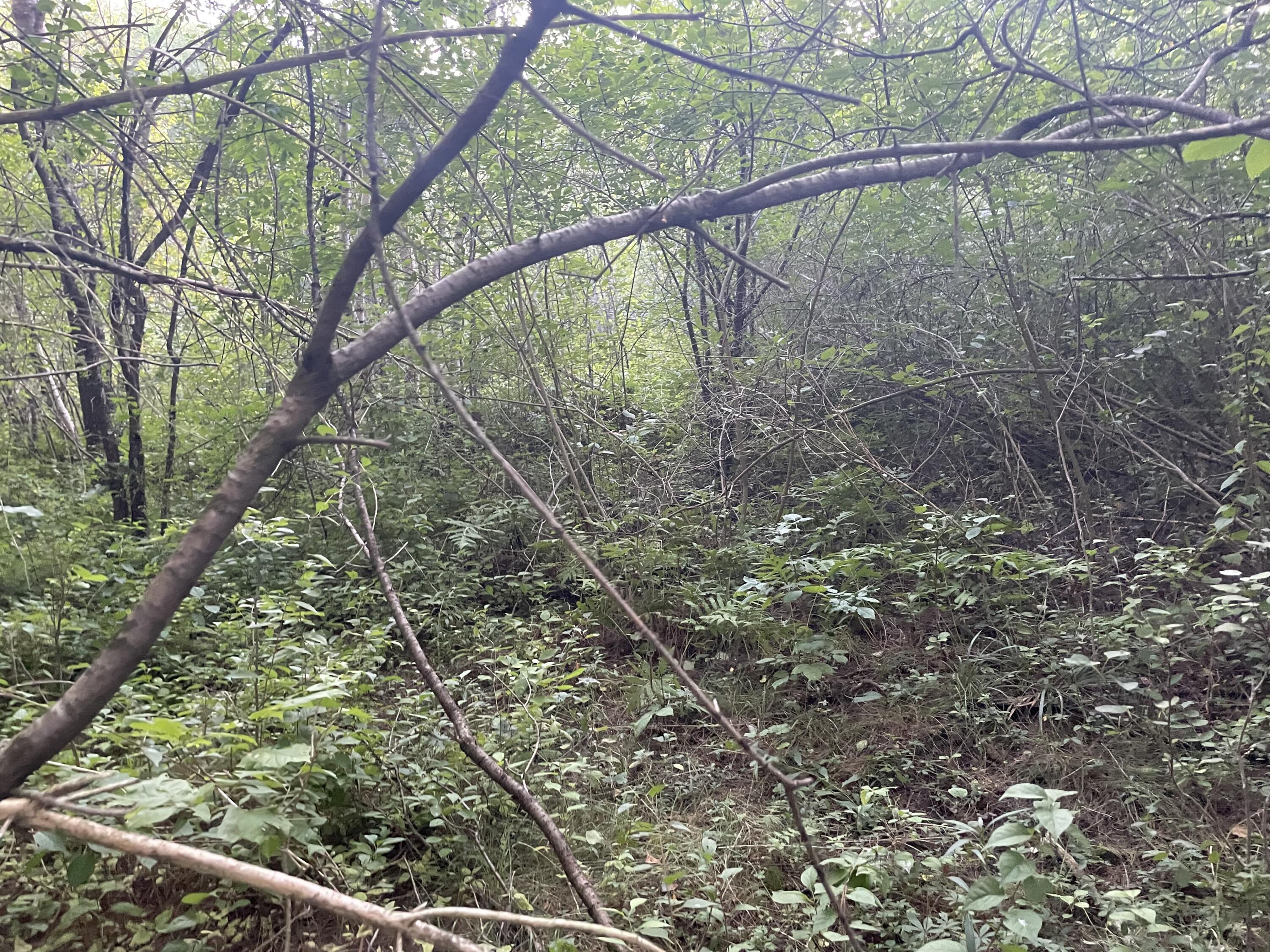 0 Cross Street Manchester, ME 04351 - Photo 51 of 54 IMG_9935