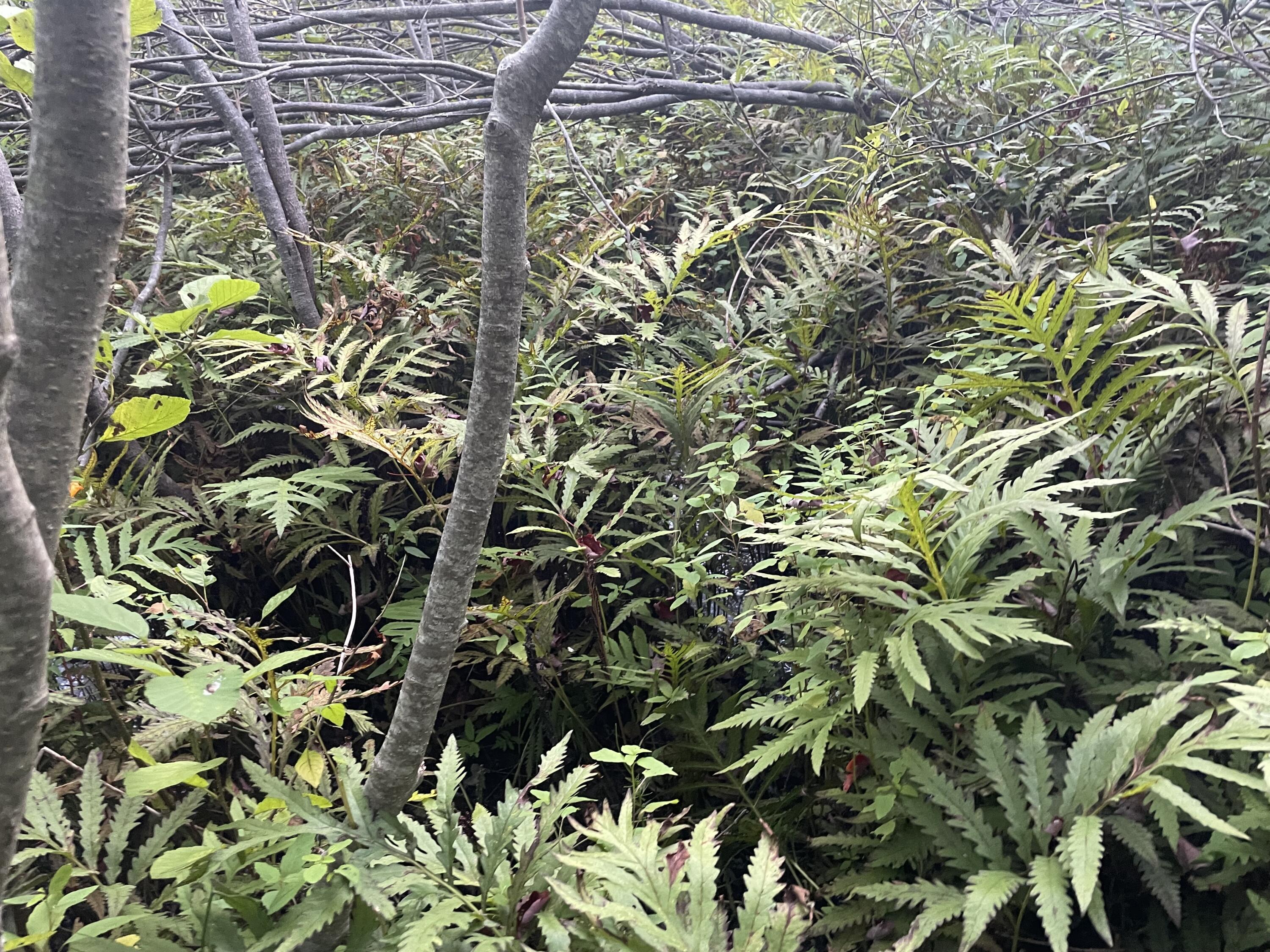 0 Cross Street Manchester, ME 04351 - Photo 52 of 54 IMG_9937