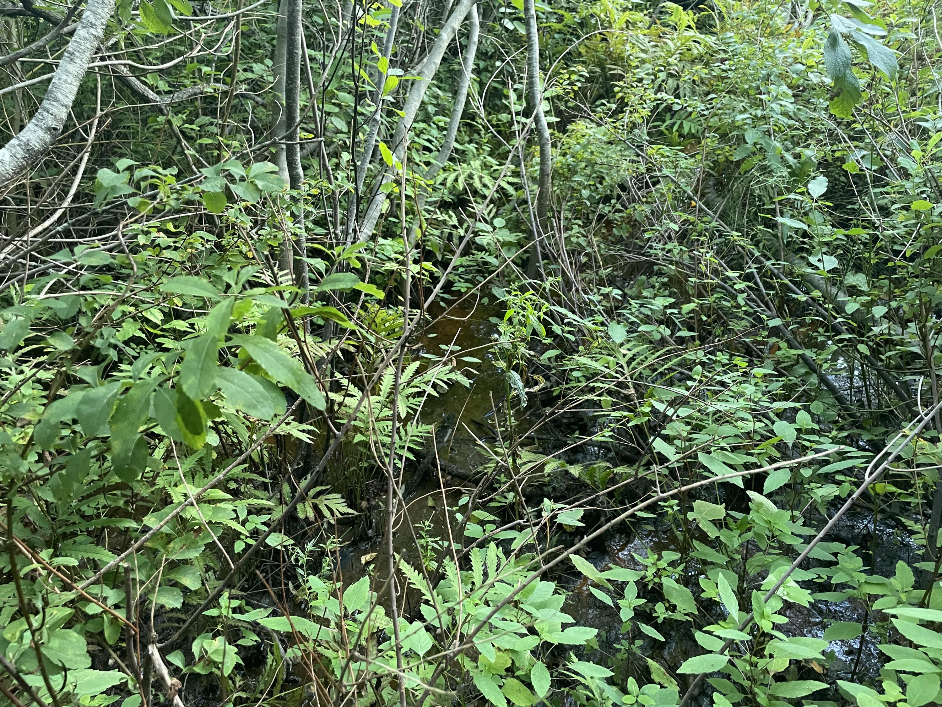 0 Cross Street Manchester, ME 04351 - Photo 53 of 54 IMG_9938