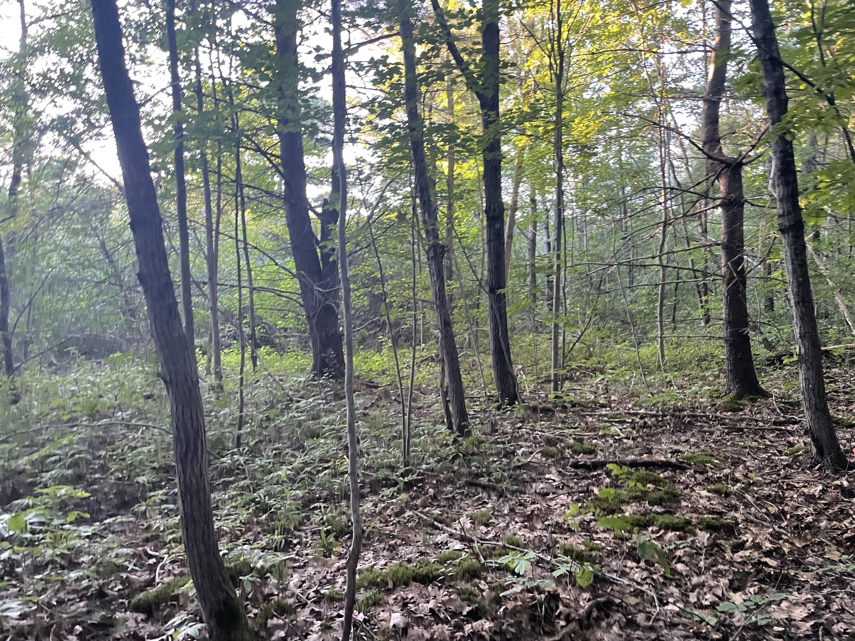 0 Cross Street Manchester, ME 04351 - Photo 54 of 54 IMG_9957