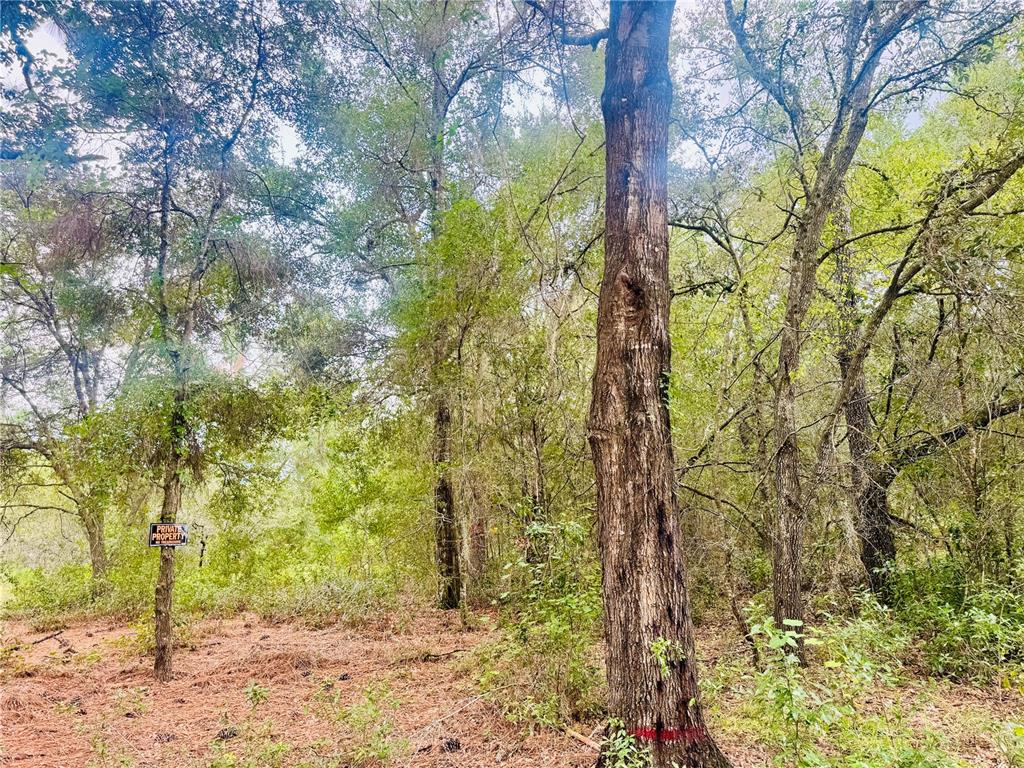 2203 Adams Street West Inverness, FL 34453 - Photo 2 of 10