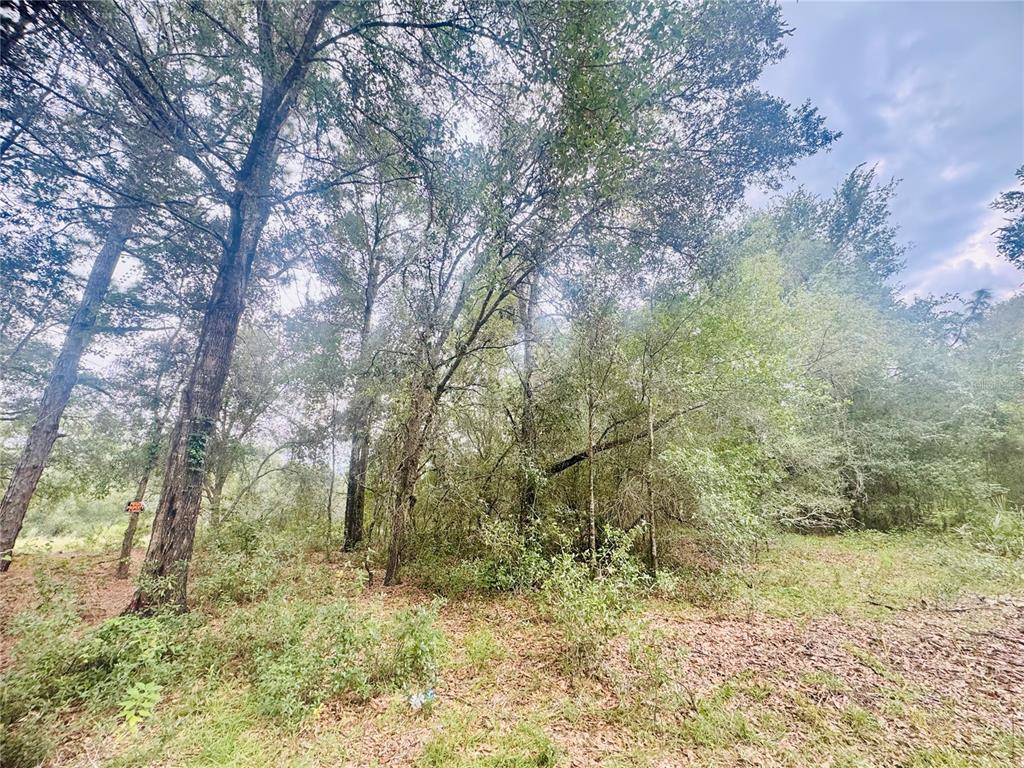 2203 Adams Street West Inverness, FL 34453 - Photo 4 of 10