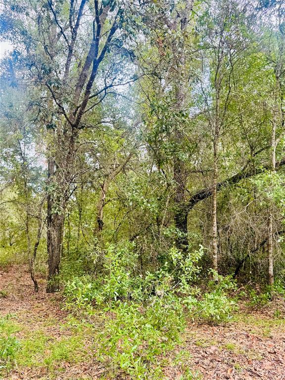 2203 Adams Street West Inverness, FL 34453 - Photo 6 of 10