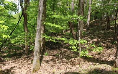 M26 Sleepy Hollow Road Ellijay, GA 30536 - Photo 13 of 20 Additional View