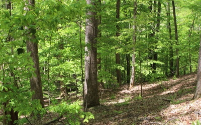 M26 Sleepy Hollow Road Ellijay, GA 30536 - Photo 4 of 20 Additional View