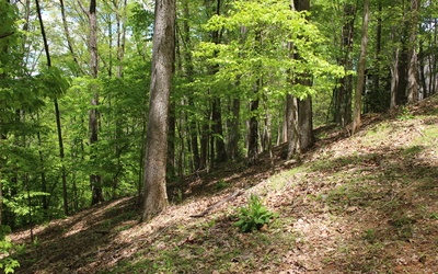 M26 Sleepy Hollow Road Ellijay, GA 30536 - Photo 6 of 20 Additional View