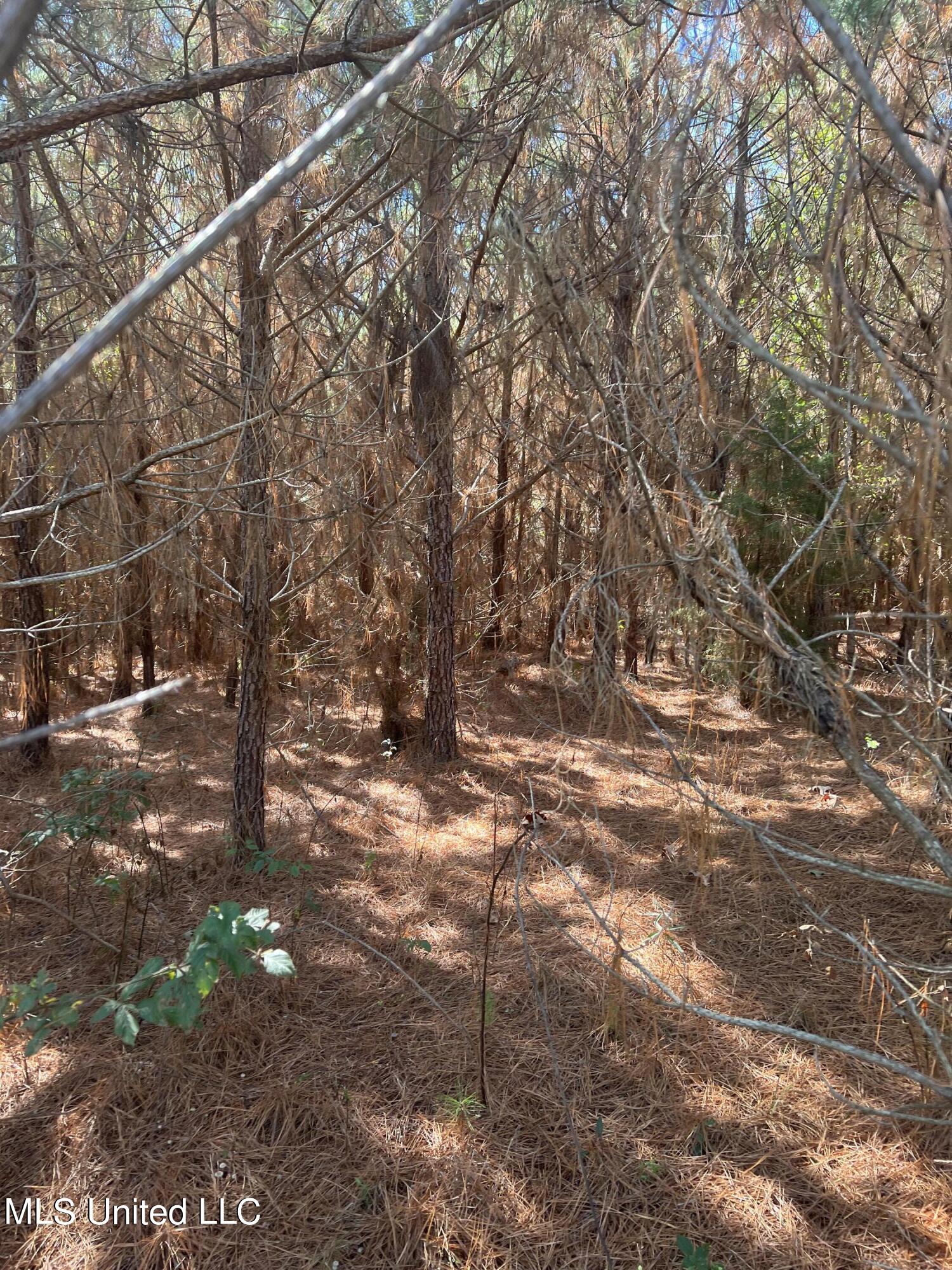0 Corinth Road Carthage, MS 39051 - Photo 17 of 27 IMG_8551