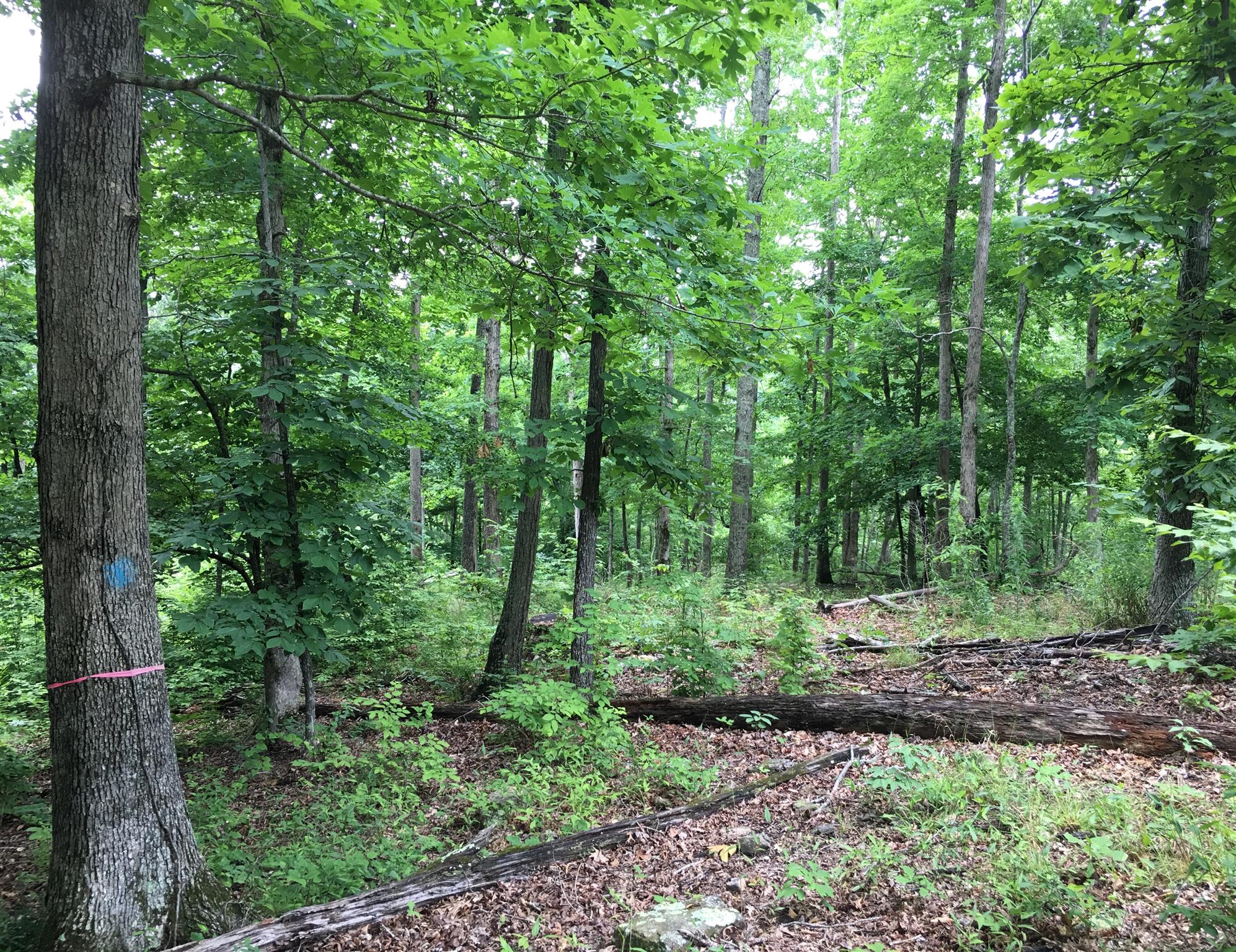 0 West Fork Road Summertown, TN 38483 - Photo 14 of 21 Gallery Image 14