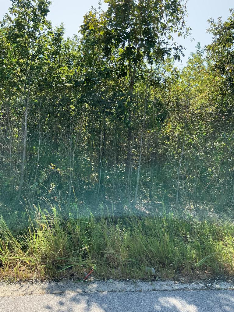Tract #2 M W Rickenbaker Road Summerton, SC 29148 - Photo 3 of 10 Gallery Image 3