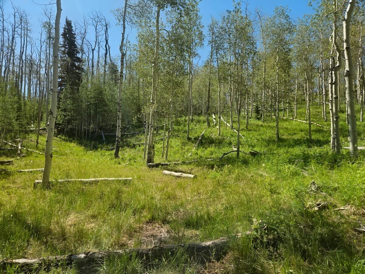 40 Acres Summit Mountain Road Brian Head, UT 84719 - Photo 12 of 32 Of the Property9