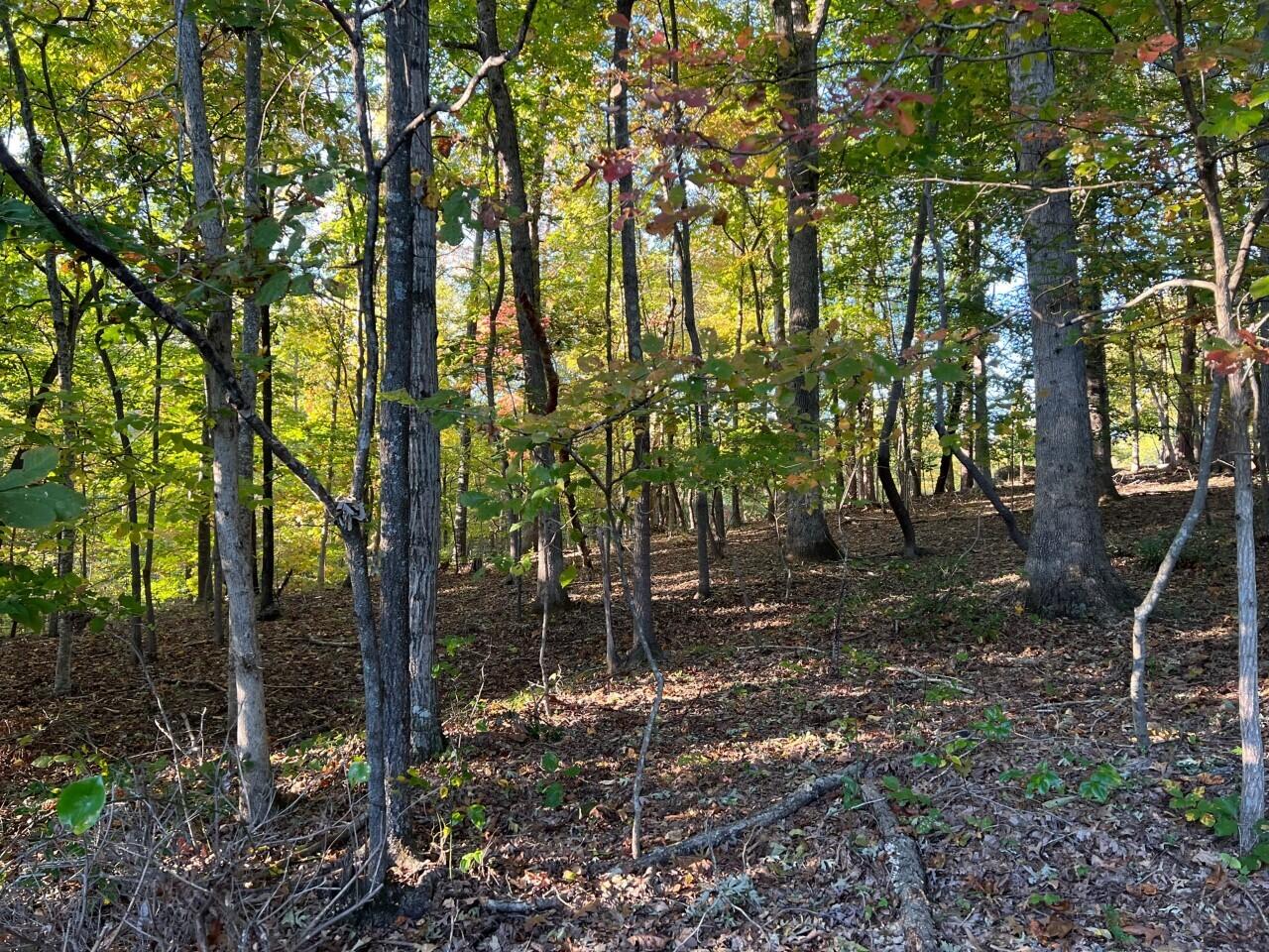 1523 Bore Auger Road Blue Ridge, VA 24064 - Photo 27 of 34 a backyard of a house with lots of green space