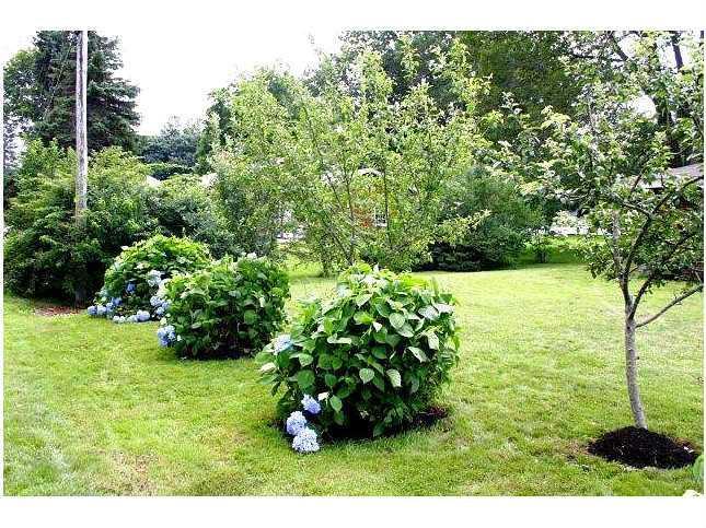 13 Fairfield Road Scarborough, ME 04074 - Photo 6 of 14 Yard/Garden.