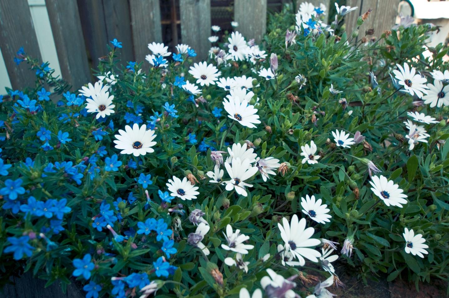 472 Inverness Drive Pacifica, CA 94044 - Photo 3 of 22 a view of flowers in bunch
