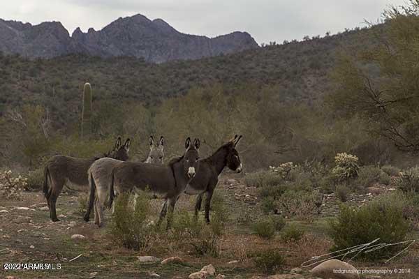 258-xx West Patton Road, Unit KNOWN AS PARCEL E Wittmann, AZ 85361 - Photo 13 of 15