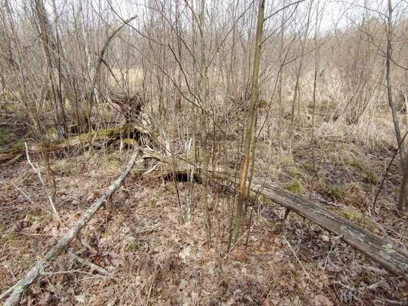 50-acres Sugar River Road Gladwin, MI 48624 - Photo 19 of 29