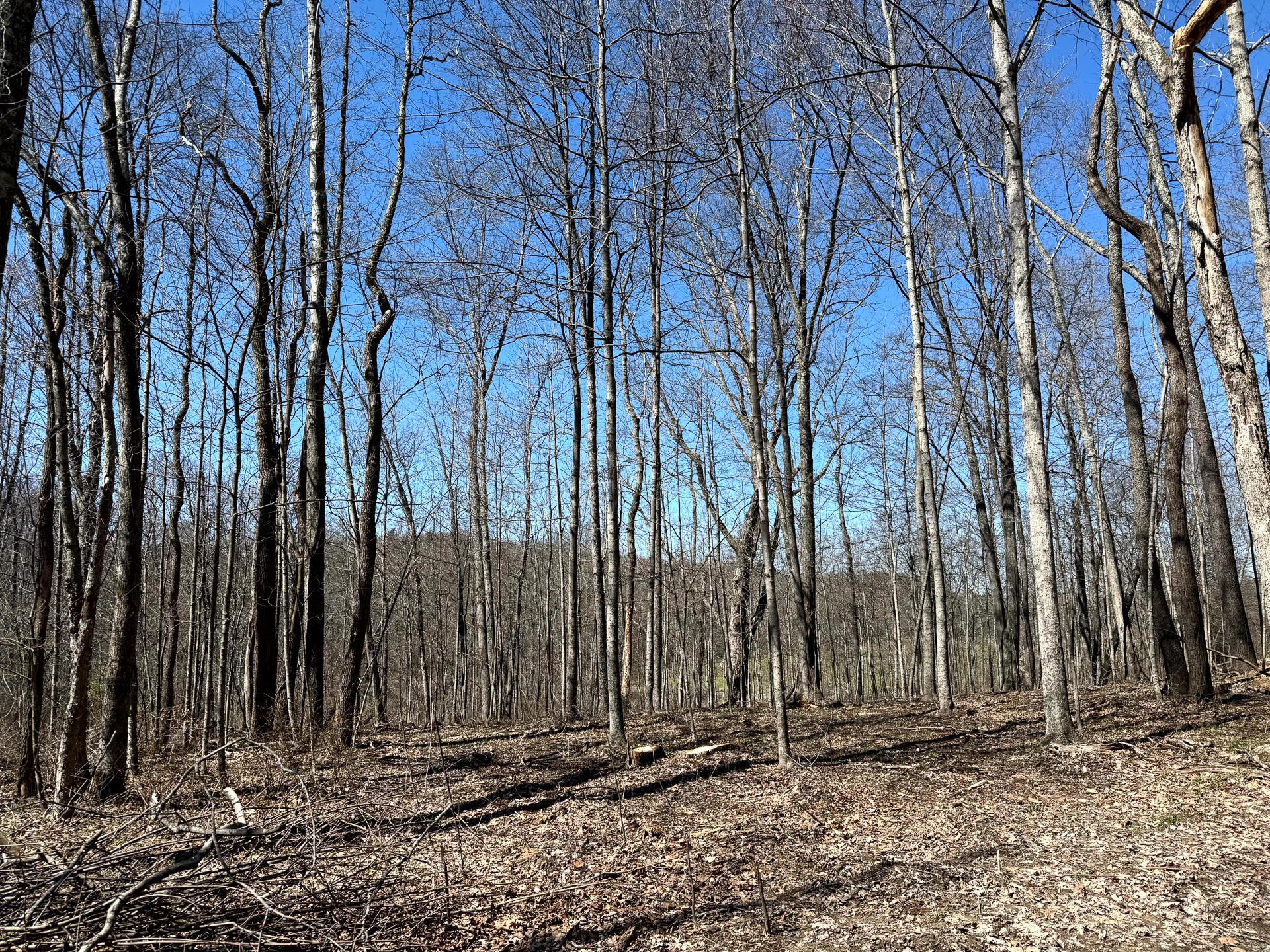 0 Dutch Ridge Road Southeast, Unit WOODS TURKEY RUN TRACT 5) New Lexington, OH 43764 - Photo 15 of 58 CT-15