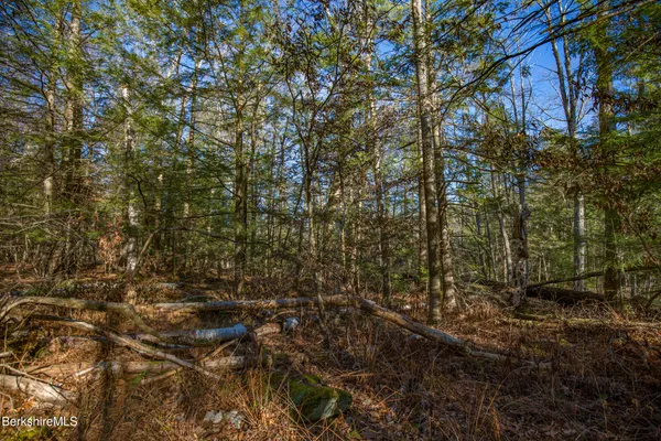 a view of a yard with plants and trees