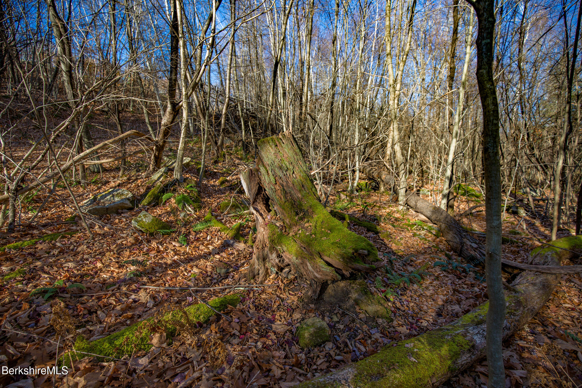 0 Goose Pond Road Lee, MA 01264 - Photo 15 of 21 a view of a yard with plants and trees