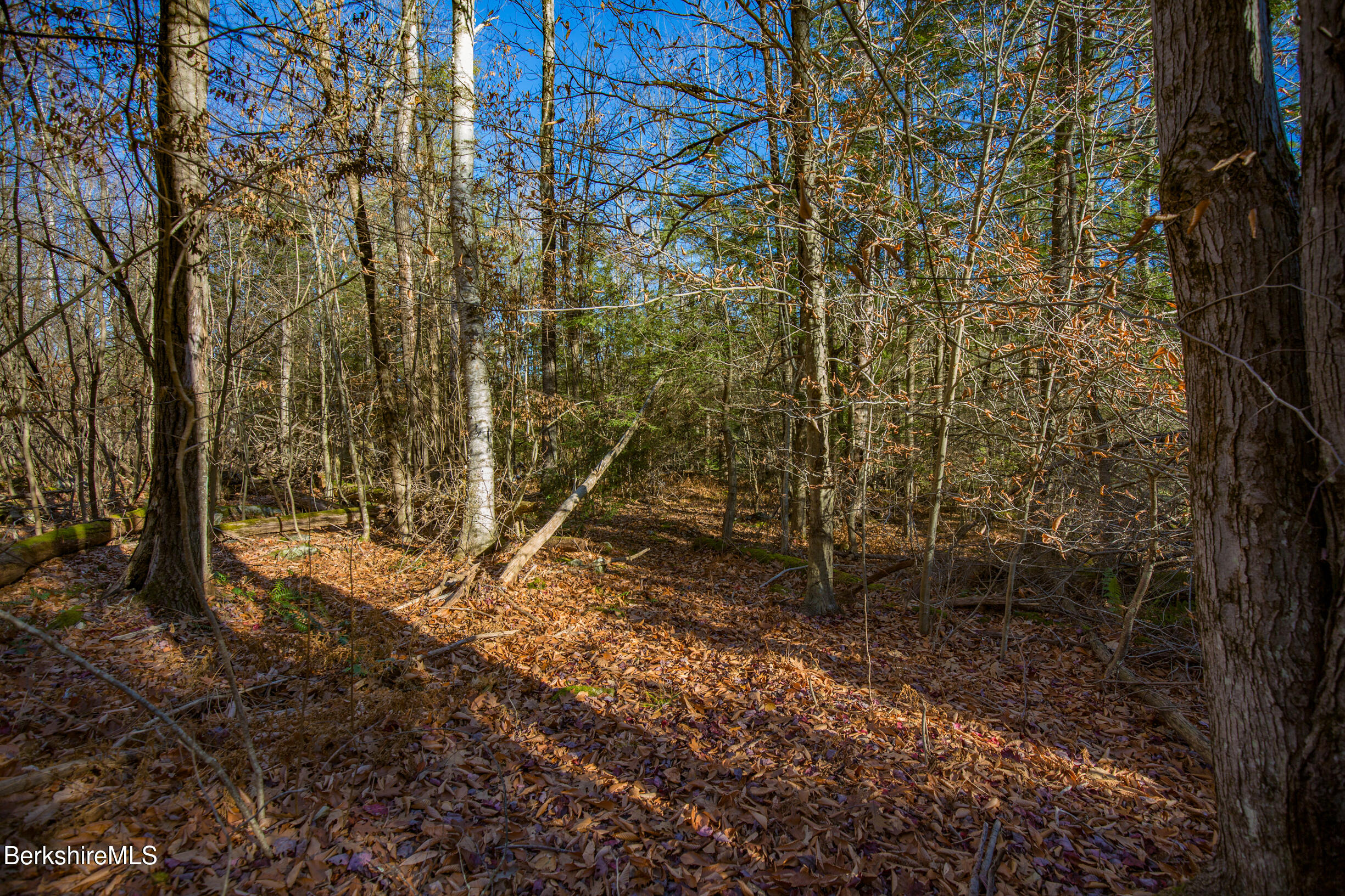 0 Goose Pond Road Lee, MA 01264 - Photo 16 of 21 a view of a yard with large trees