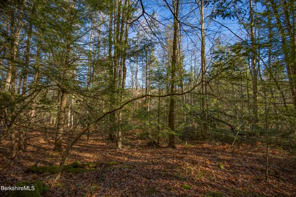 a backyard of a house with lots of trees