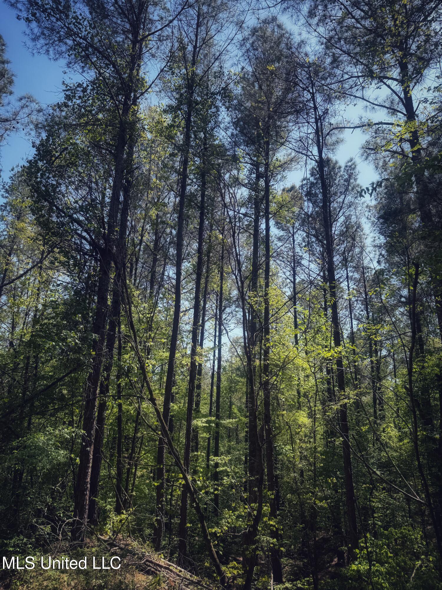 Holly Grove Cruger, MS 38924 - Photo 28 of 43 IMG_8516