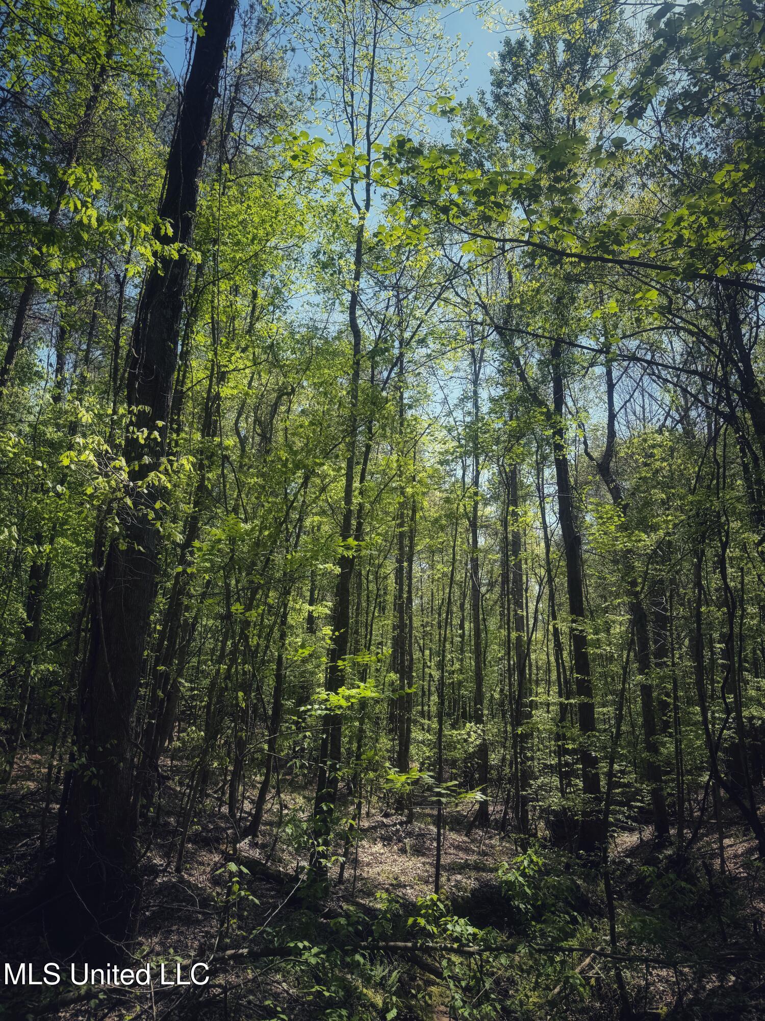 Holly Grove Cruger, MS 38924 - Photo 30 of 43 IMG_8518