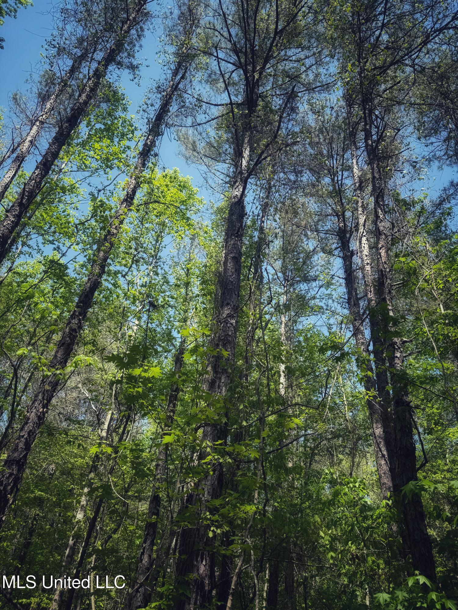 Holly Grove Cruger, MS 38924 - Photo 31 of 43 IMG_8519