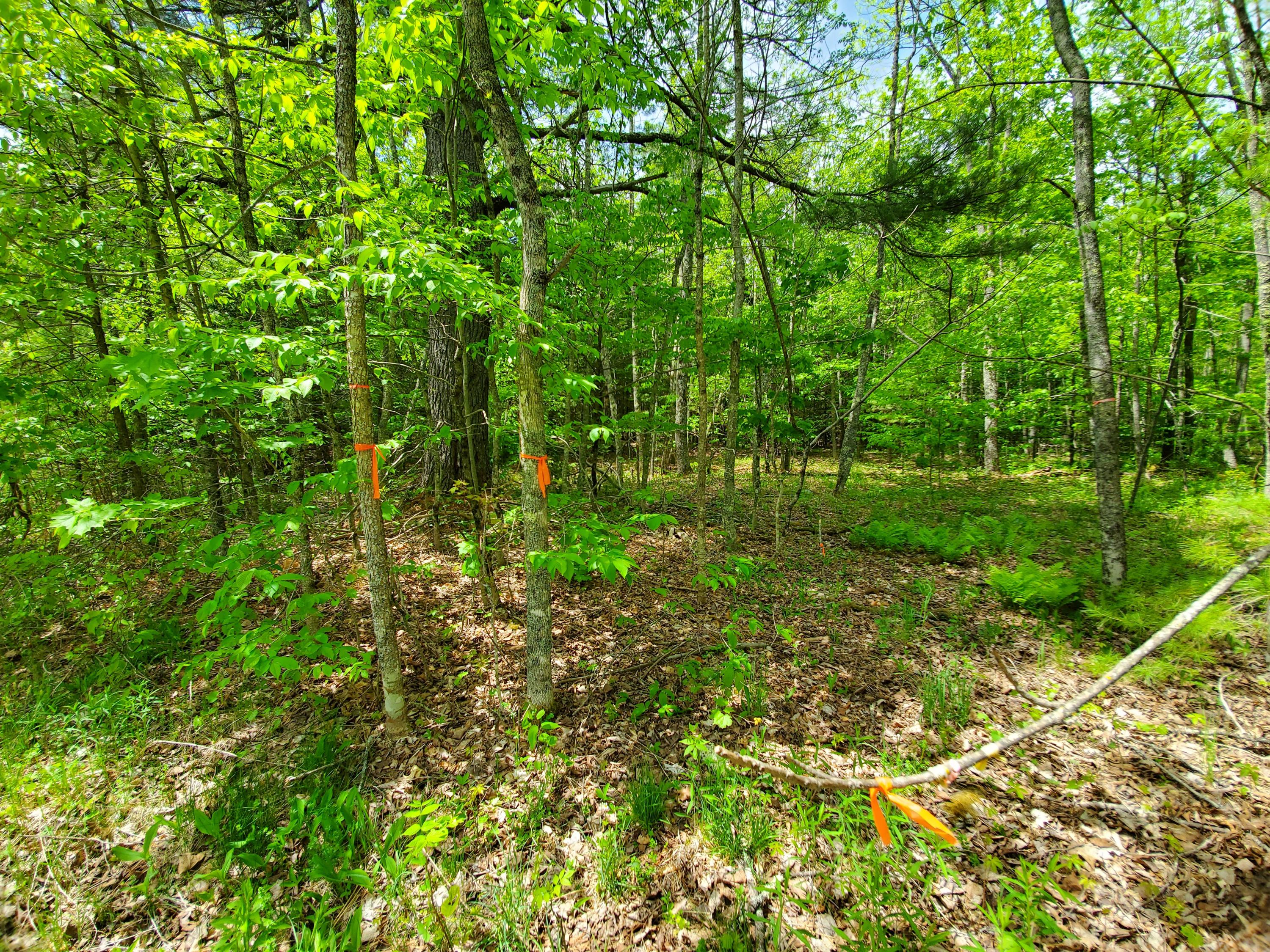 0 Merrill Road Levant, ME 04456 - Photo 18 of 28 20200528_120802