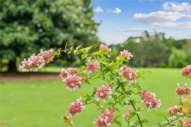 a view of a backyard with lawn chairs and large trees