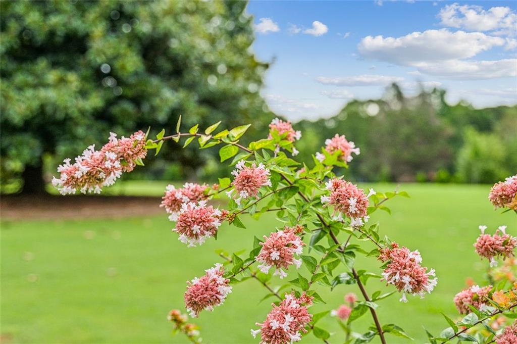 21 Willow Woods Road Social Circle, GA 30025 - Photo 31 of 49 a view of a flower