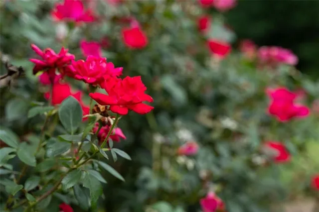 a view of swimming pool with a yard