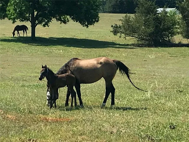 an aerial view of residential houses with outdoor space and parking