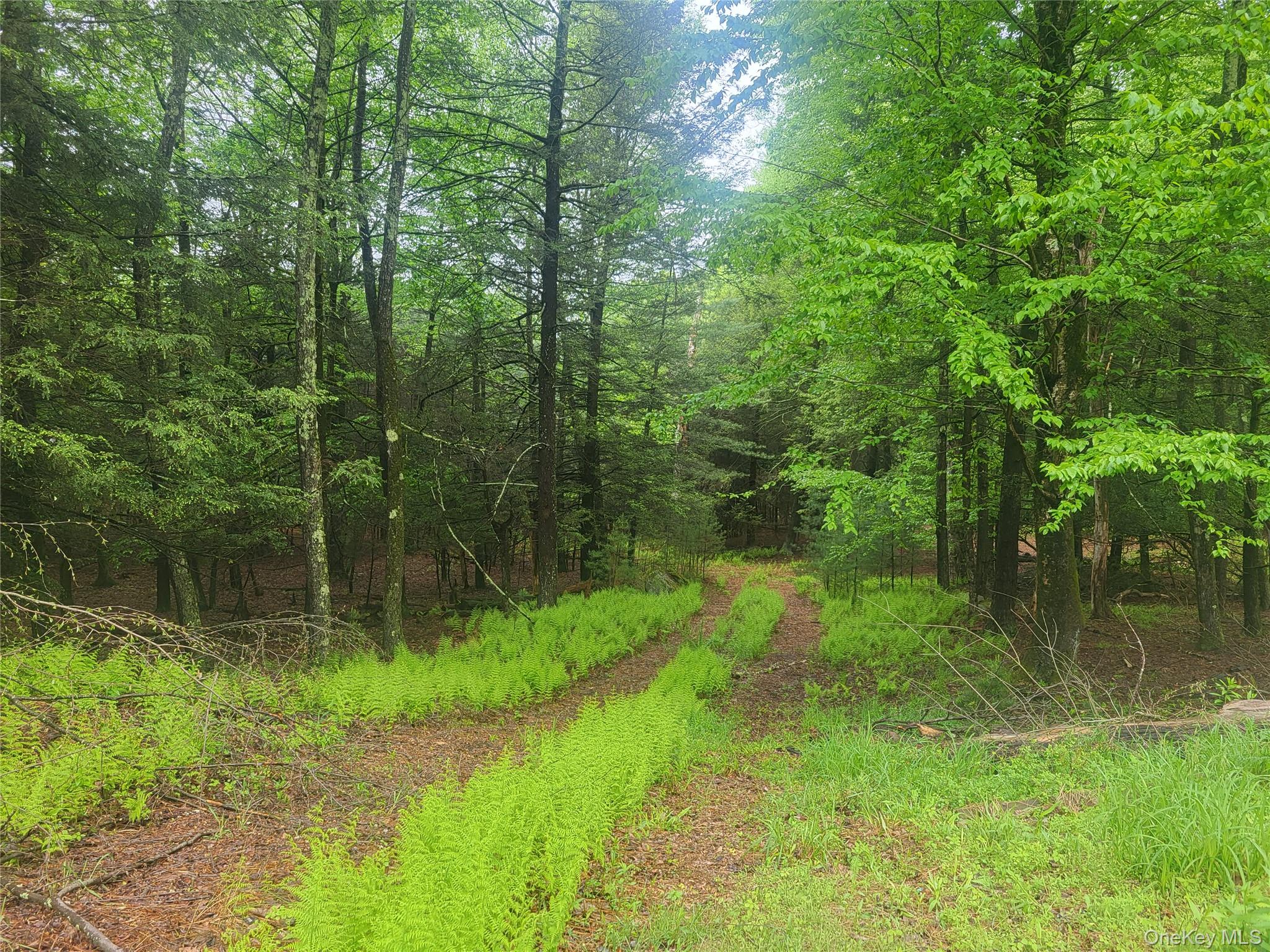 Marsh Road Fallsburg, NY 12733 - Photo 3 of 20 Dirt Road Through Property