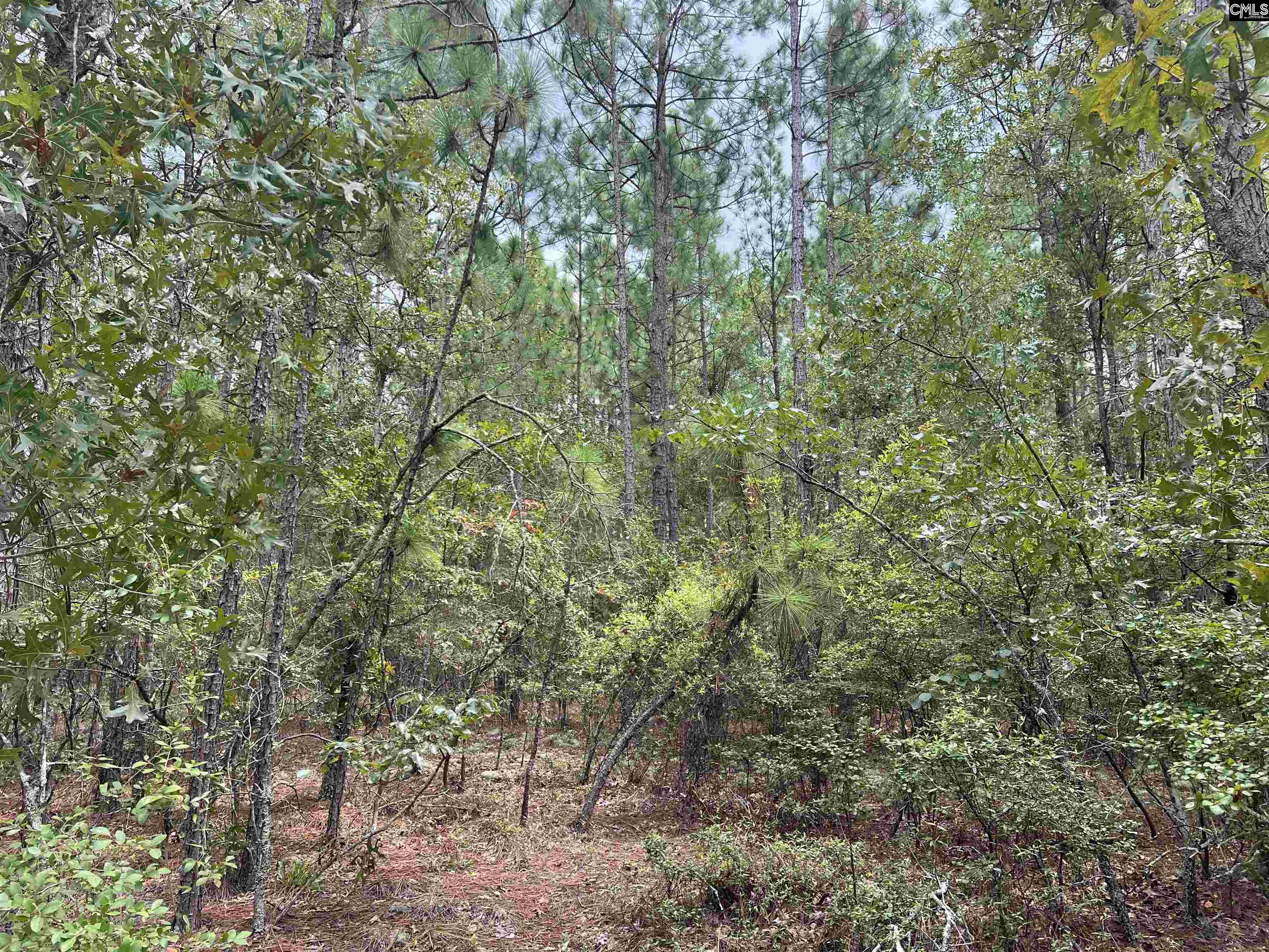 0 Cliff Road Pelion, SC 29123 - Photo 7 of 28