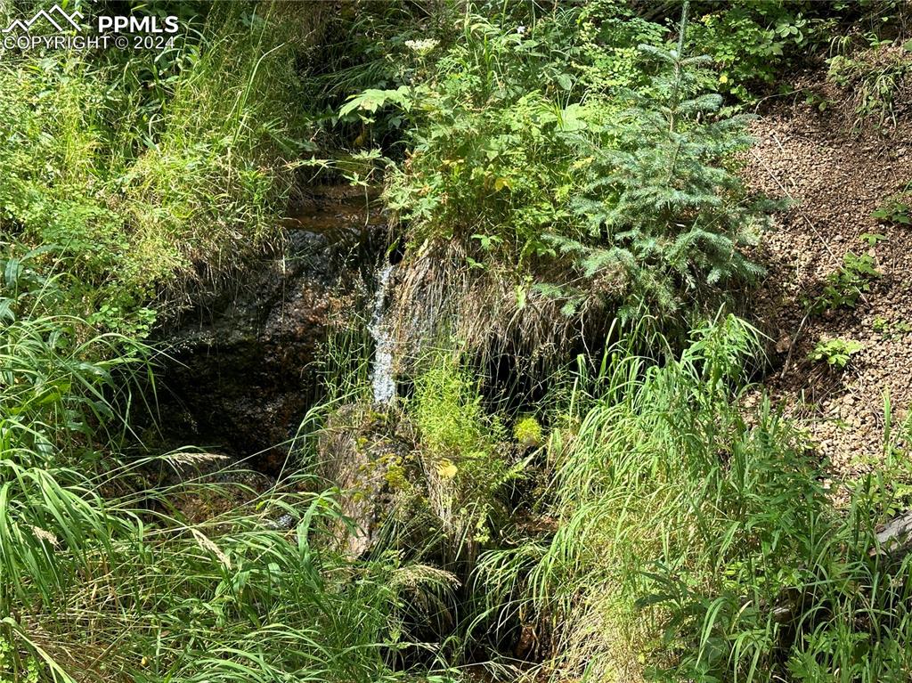 272 Fern Valley Road Manitou Springs, CO 80829 - Photo 12 of 21 a close up of a plant
