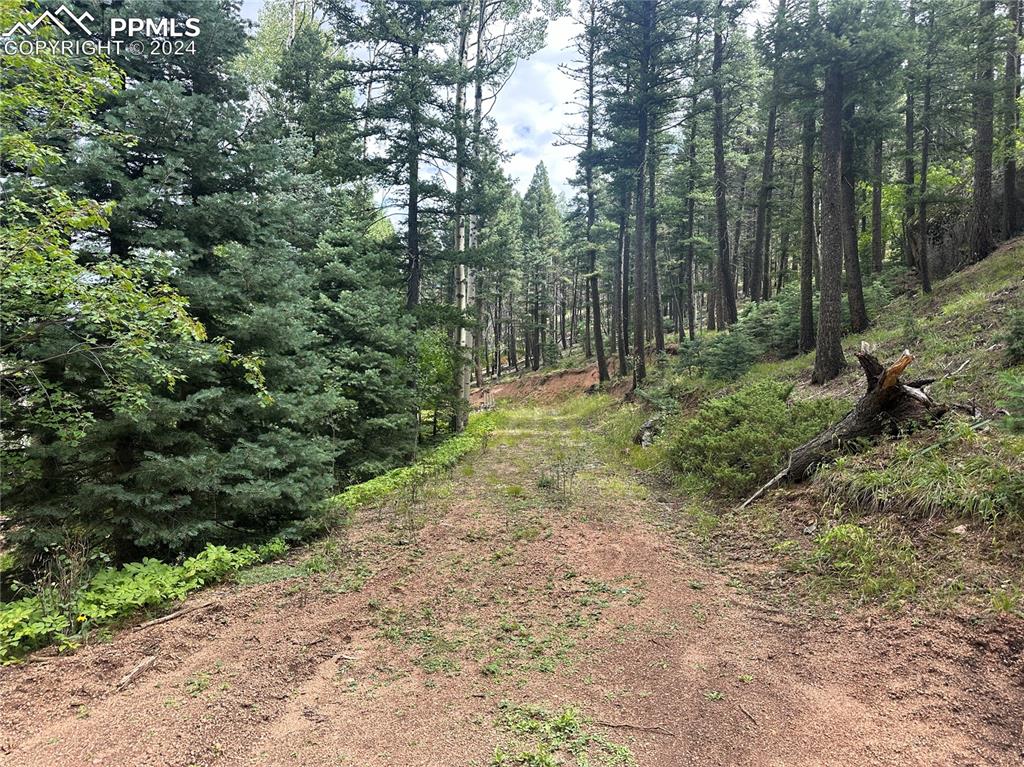 272 Fern Valley Road Manitou Springs, CO 80829 - Photo 6 of 21 a big yard with lots of green space and deers