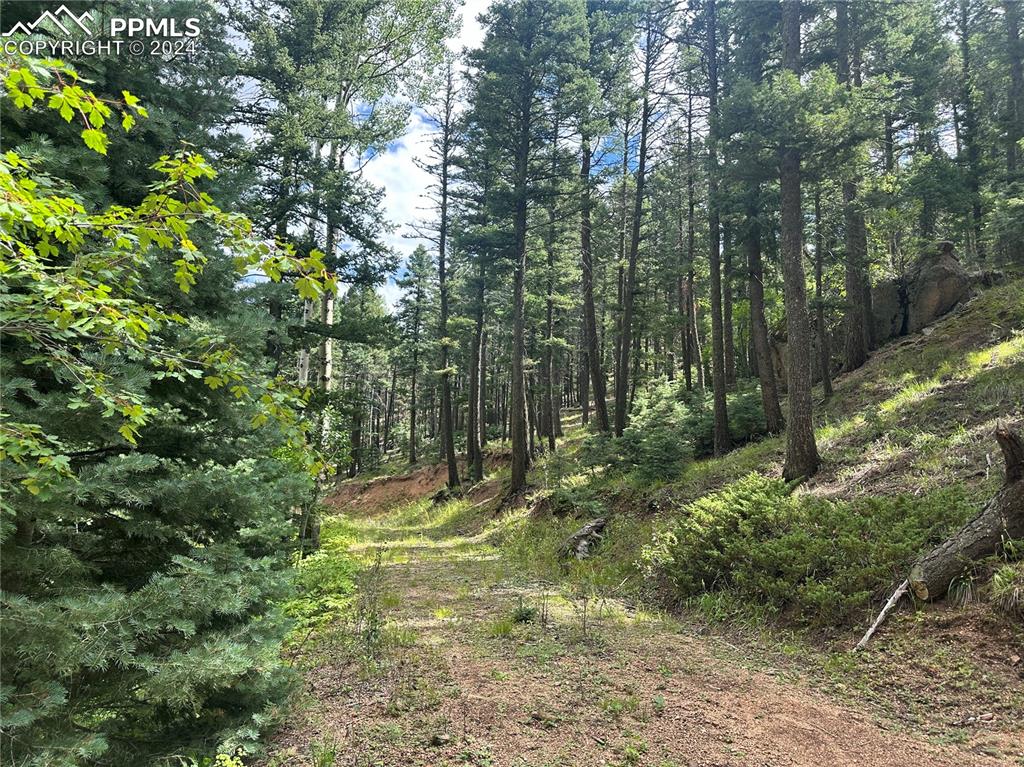 272 Fern Valley Road Manitou Springs, CO 80829 - Photo 8 of 21 a view of a forest with trees