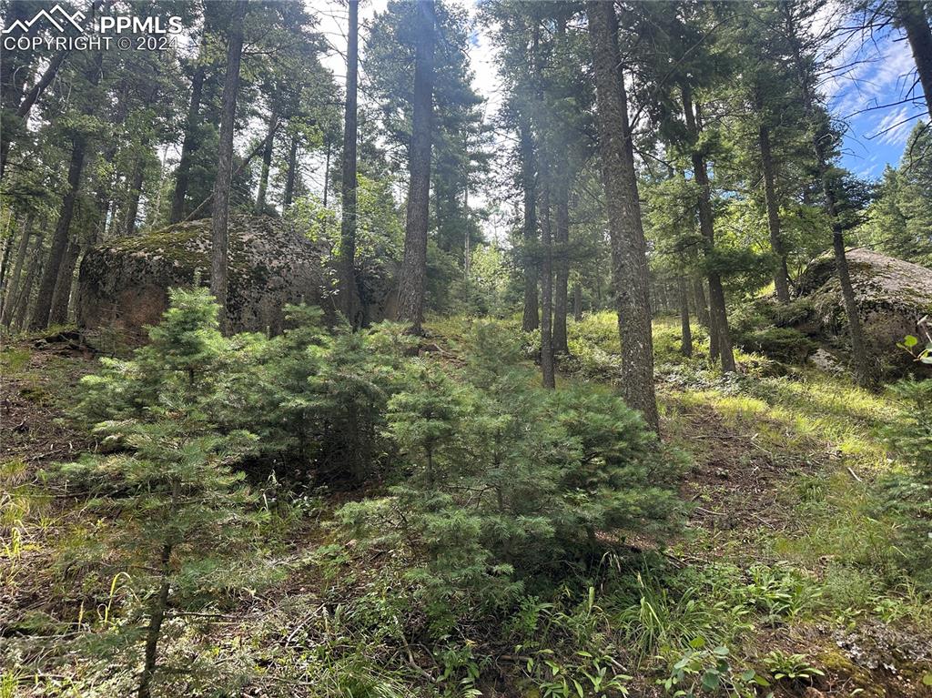 272 Fern Valley Road Manitou Springs, CO 80829 - Photo 9 of 21 a view of a forest with trees
