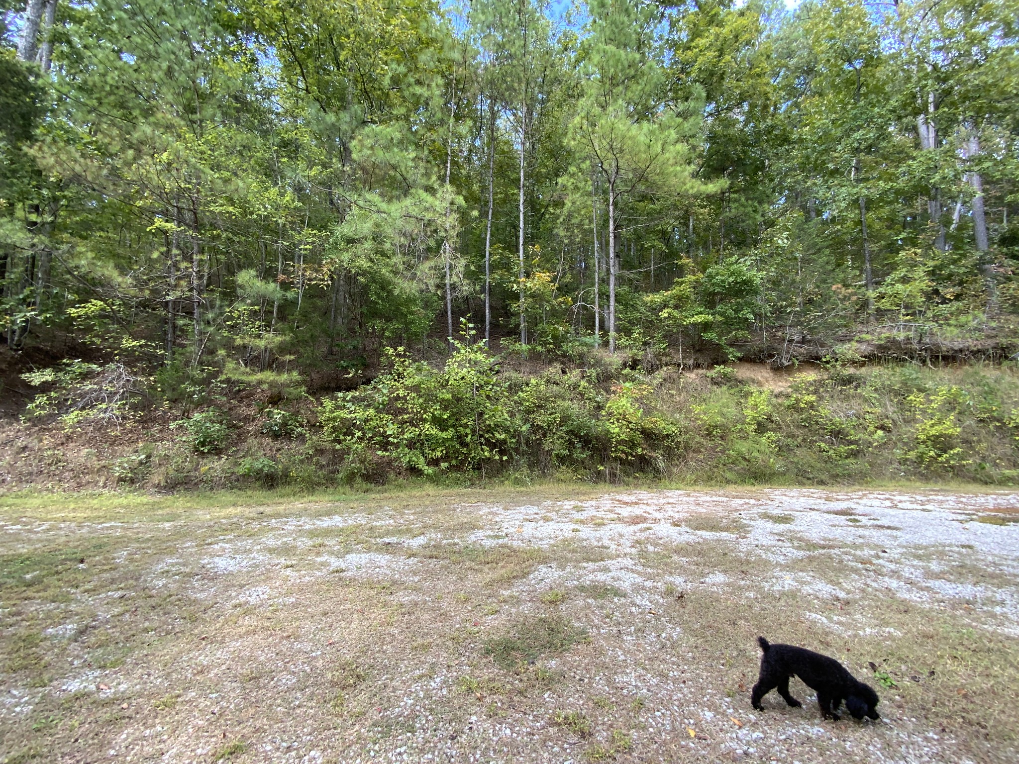 922 Rockhouse Road Hohenwald, TN 38462 - Photo 13 of 25 Gallery Image 13