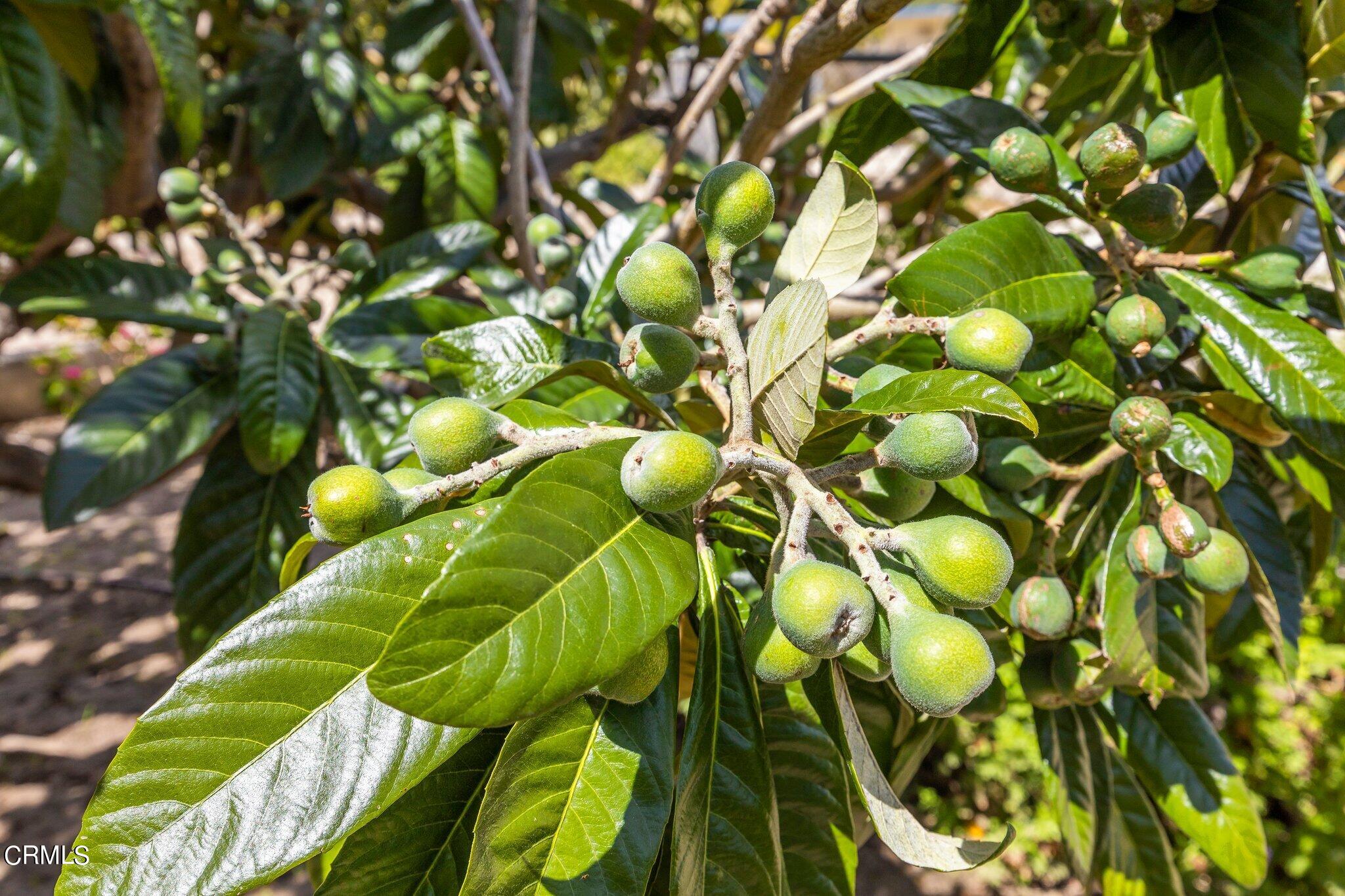 4989 Strickland Drive Oxnard, CA 93036 - Photo 25 of 26 a view of a tree in a backyard