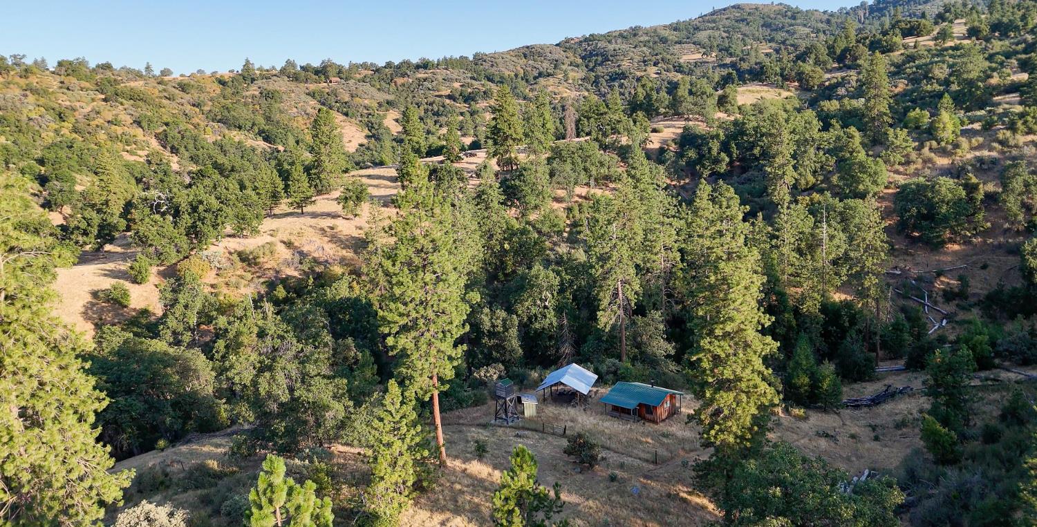 0 Whitaker Forest Road Miramonte, CA 93603 - Photo 68 of 78 a view of a forest with a tree