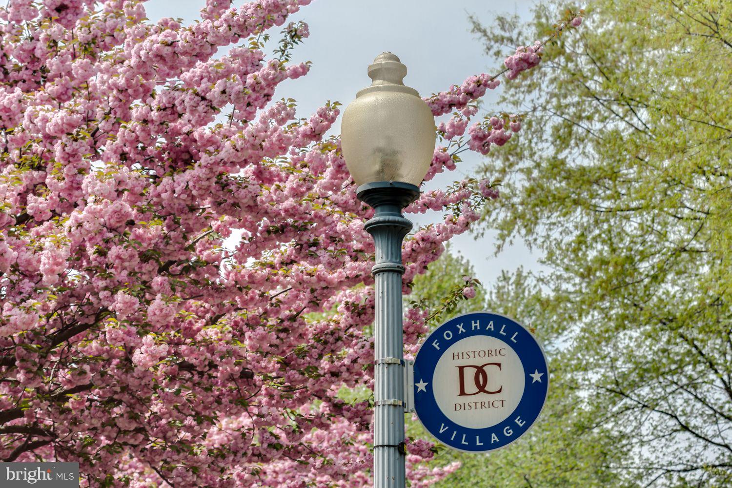4423 Volta Place Northwest Washington, DC 20007 - Photo 34 of 36 a picture of a tree in a house