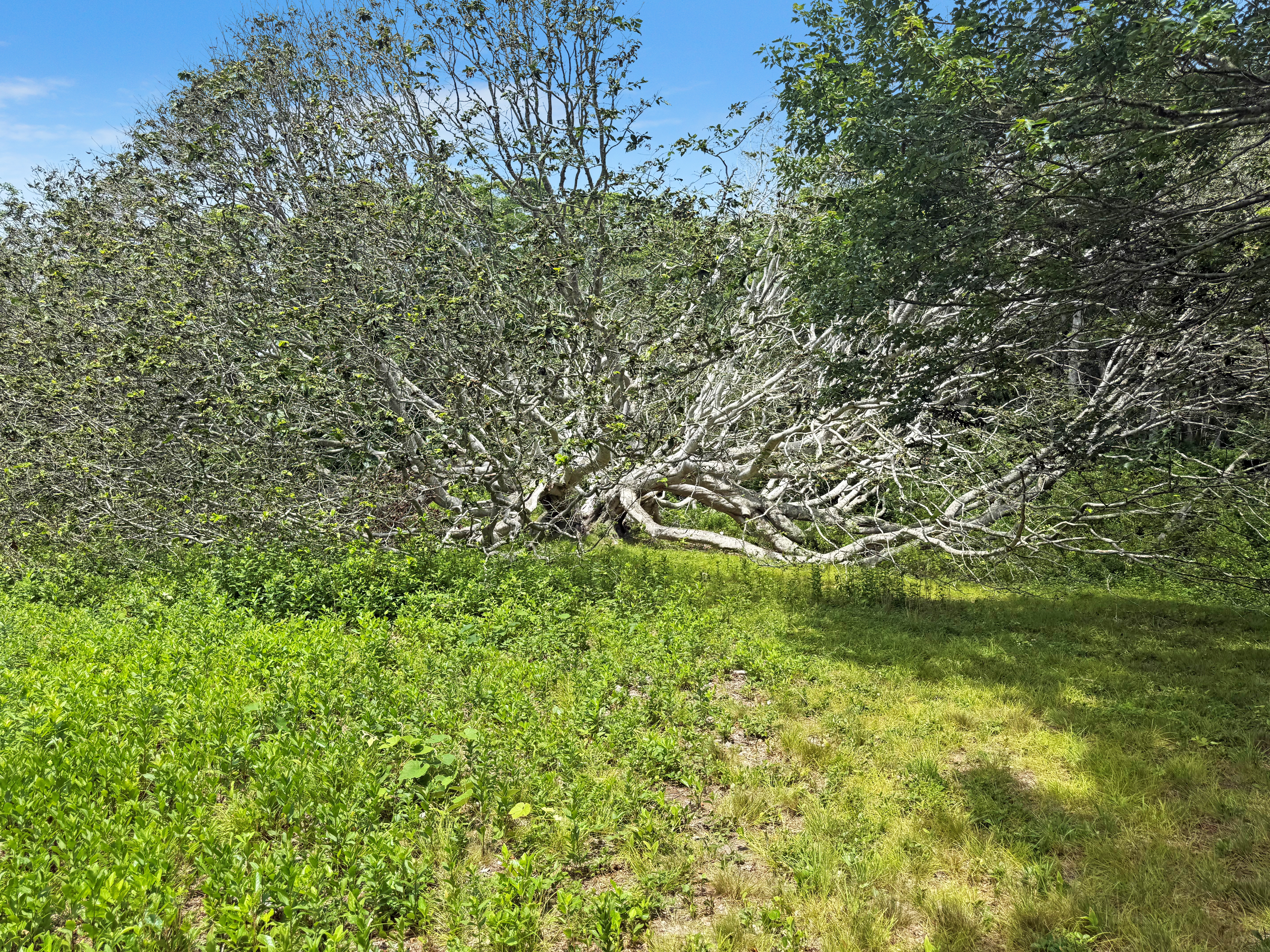 0 Old Field Road Aquinnah, MA 02535 - Photo 8 of 13