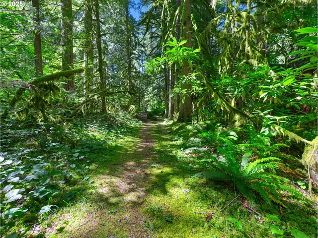 a view of a lush green forest