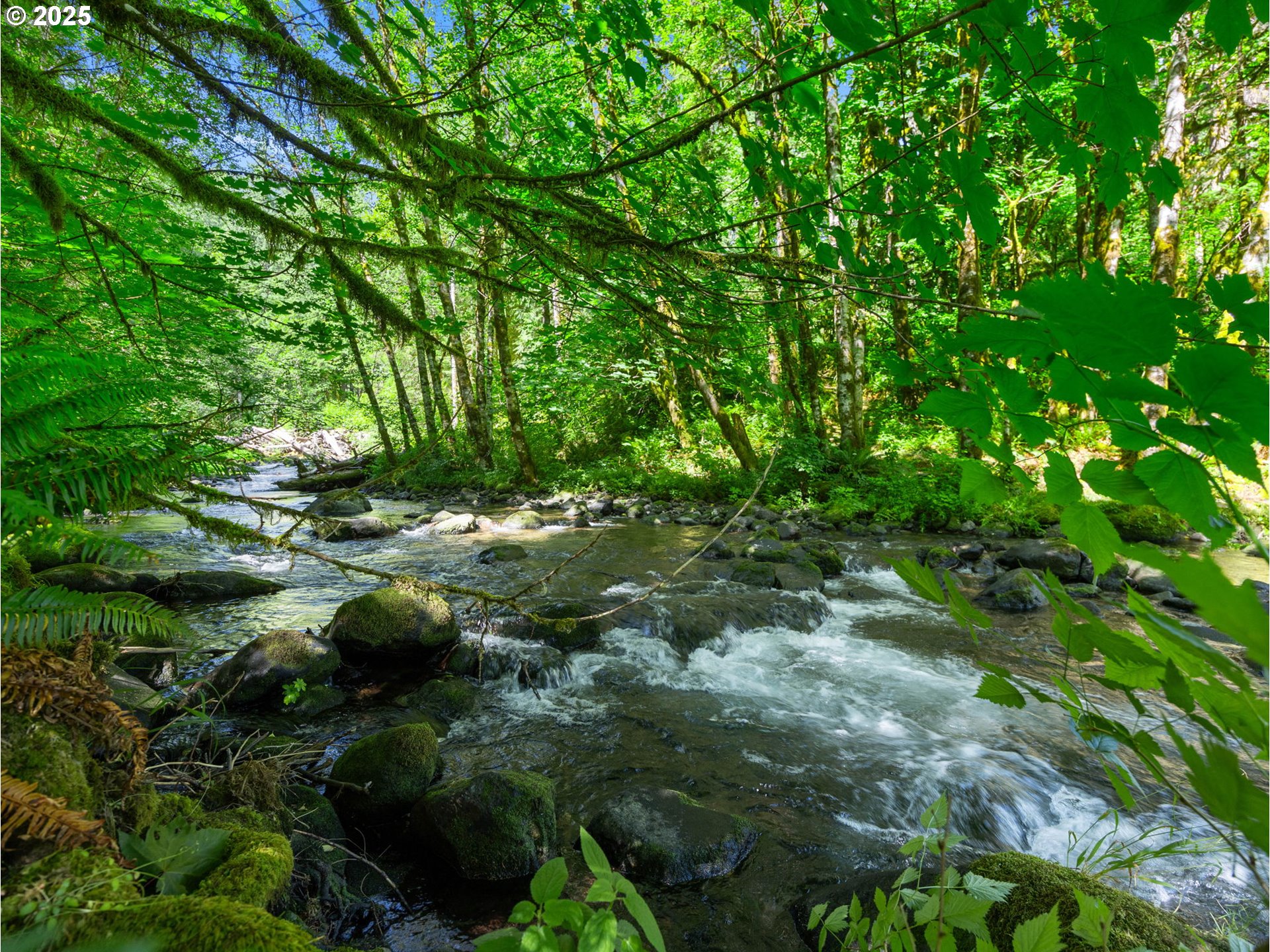 26811 East Road 15 Rhododendron, OR 97049 - Photo 47 of 47 a view of bushes and tree