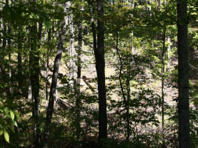 On Hedin Road Ogema, WI 54459 - Photo 4 of 7 Gallery Image 4