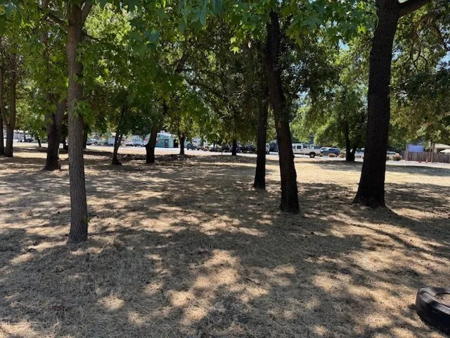 a view of a tree in the middle of a yard