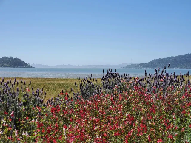 $19,800,000 | 125 Belvedere Avenue, Belvedere, CA 94920