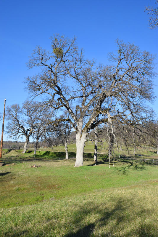 28899 Whitmore Road Whitmore, CA 96096 - Photo 35 of 43 Gorgeous tree in front yard